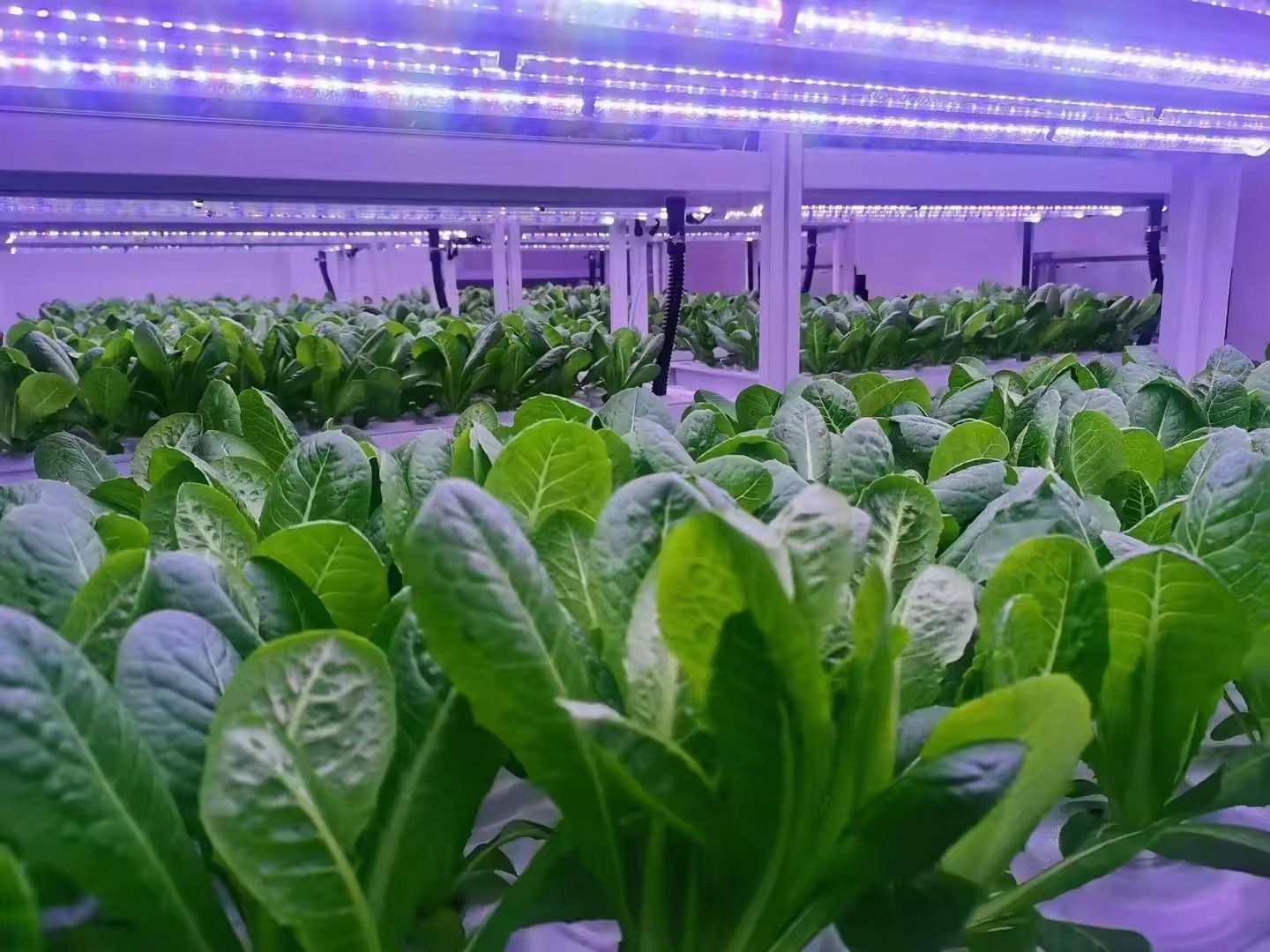 Vertical Farm Hydroponic Tower - Hydroponic Farming Agriculture 评论和价格