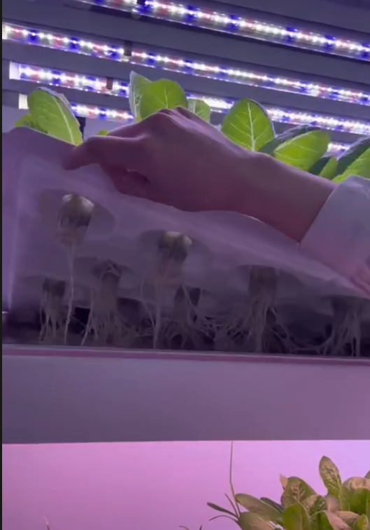 Vertical Farm Hydroponic Tower - Hydroponic Farming Agriculture 评论和价格