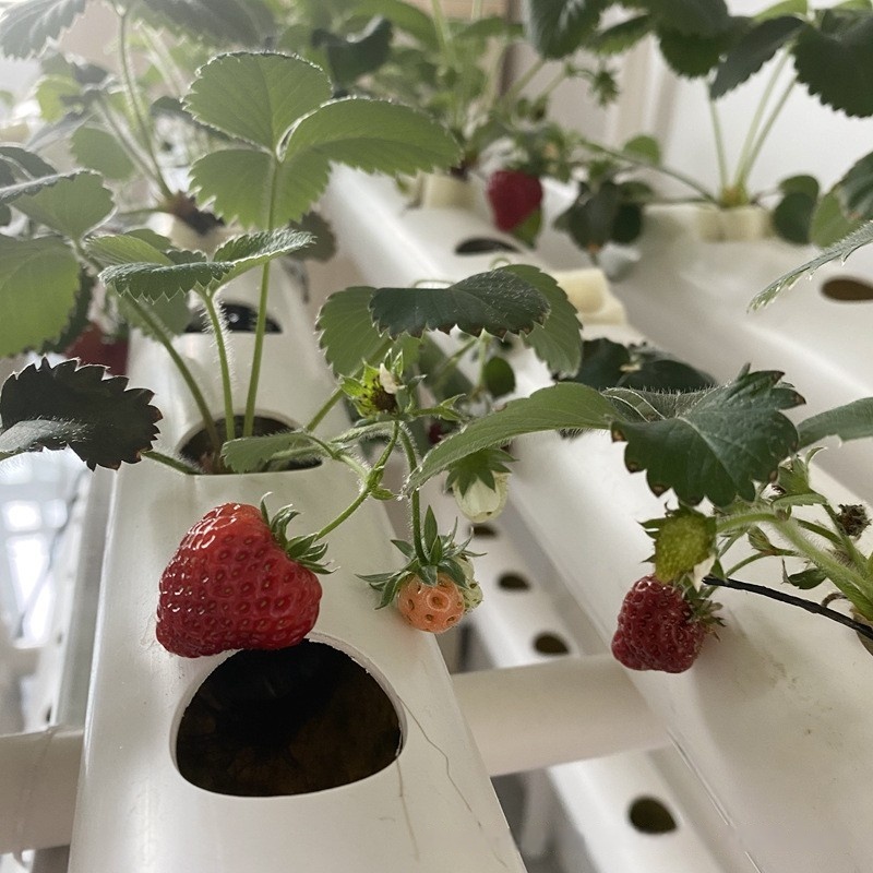 Hydroponic Channel Pipe PVC Ag - Hydroponic Farming Agriculture 评论和价格