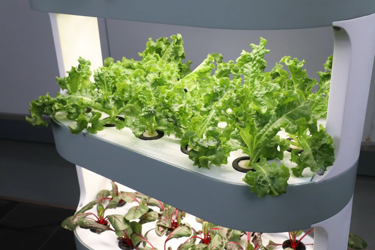 Factory Wholesale Unique Farm  - Hydroponic Farming Agriculture 评论和价格