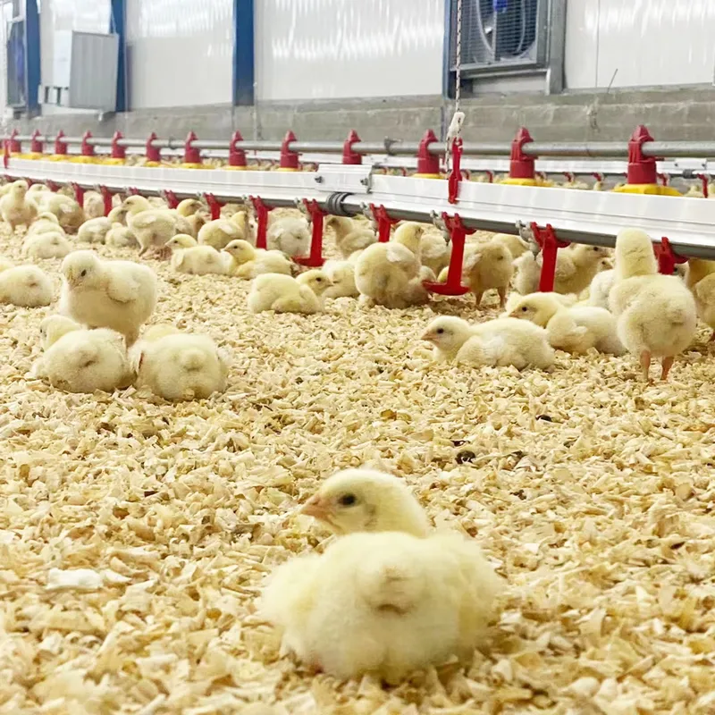 for Chicken Water Line System  - Chicken Nipple Drinker 评论和价格