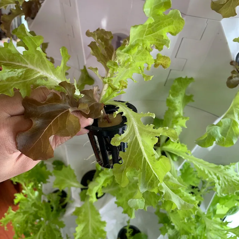 Agricultural Greenhouses Verti - Hydroponic Farming Agriculture 评论和价格