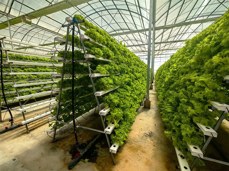 Agricultural Greenhouses Lettu - Hydroponic Farming Agriculture 评论和价格