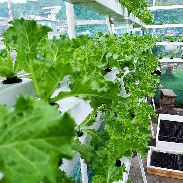 Agricultural Greenhouses Lettu - Hydroponic Farming Agriculture 评论和价格